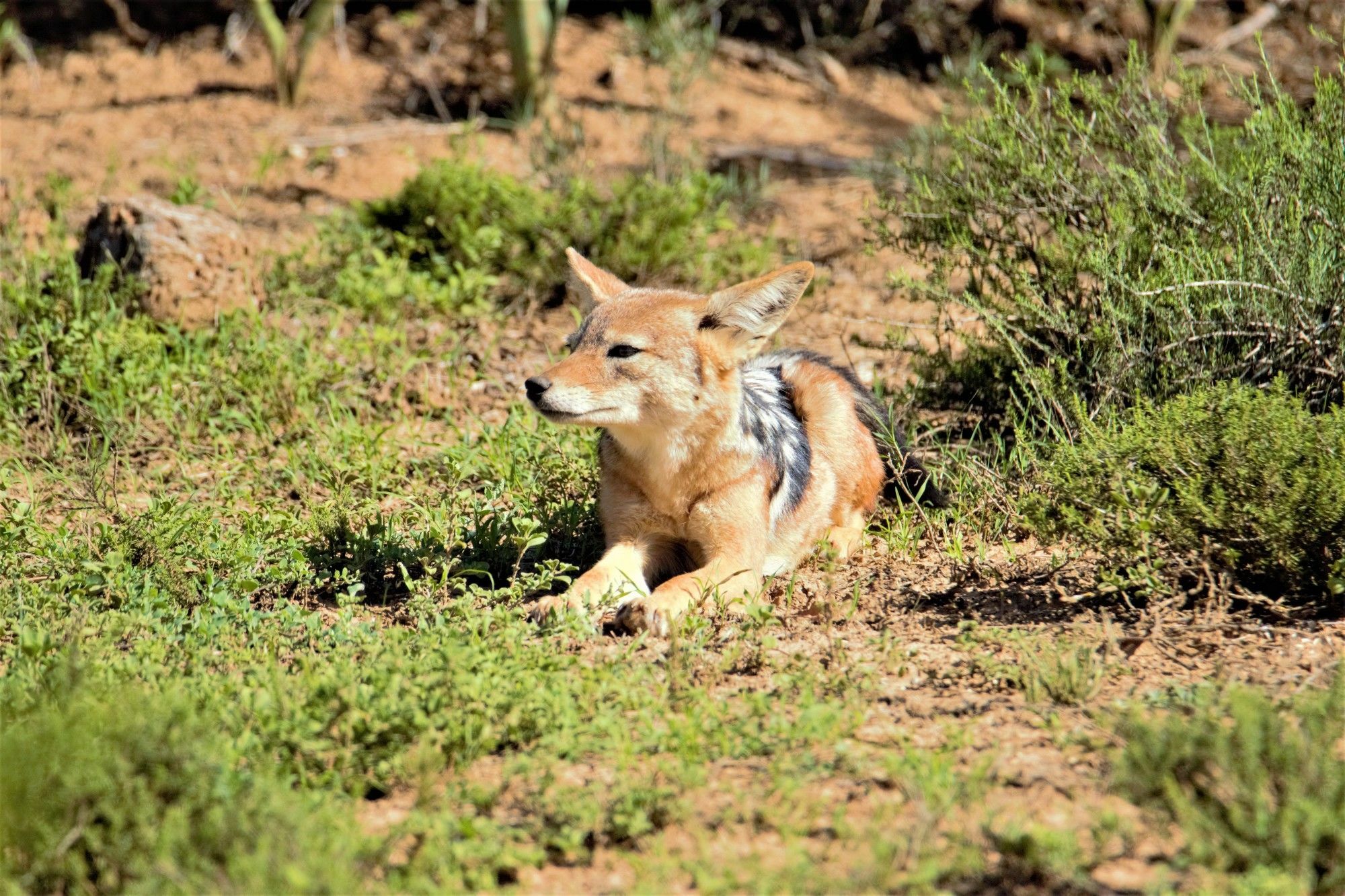 Hitgeheim Country Lodge Addo Buitenkant foto